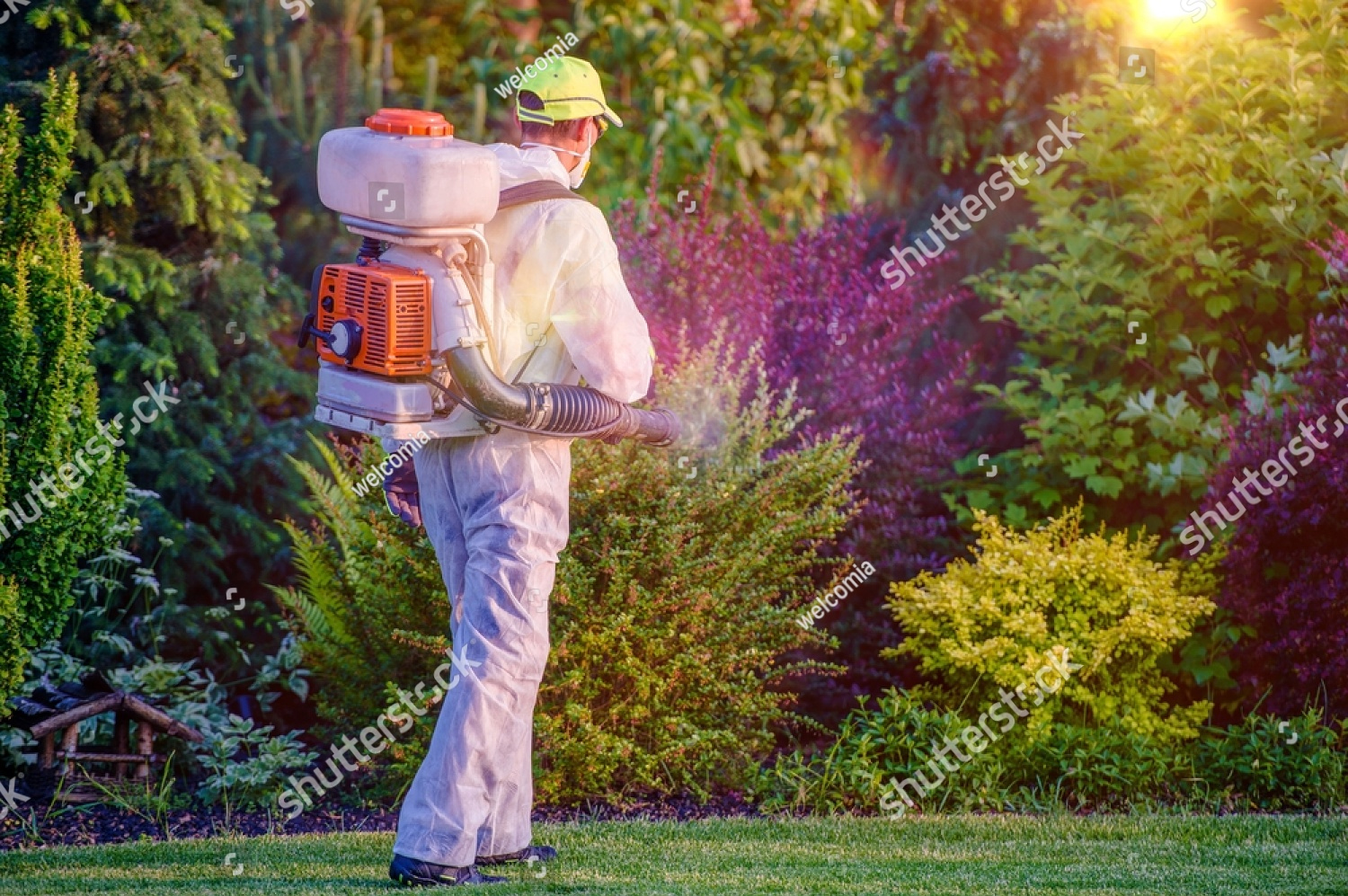 termite control edwards bug dead