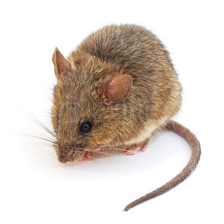 pest control image of rodent mouse