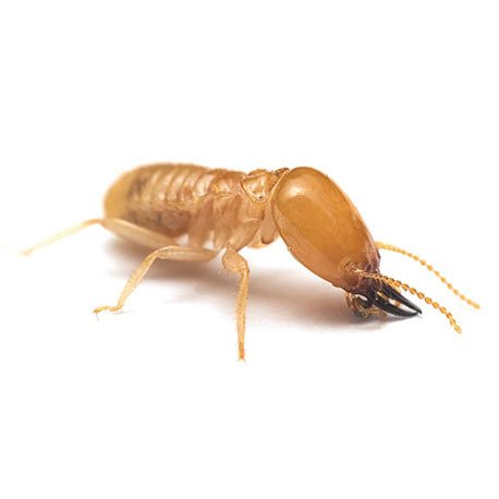 termite control